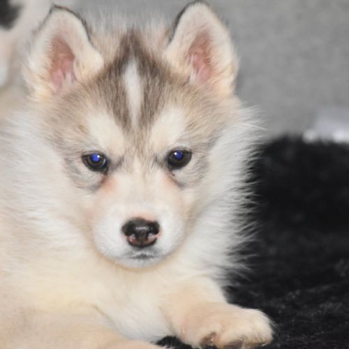 Chiots husky sibérien non lof