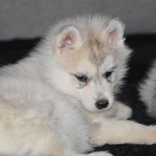 Chiots husky sibérien non lof #3