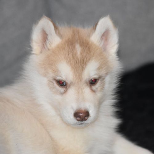 Chiots husky sibérien non lof #4