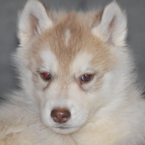 Chiots husky sibérien non lof #5