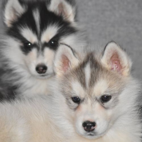 Chiots husky sibérien non lof #6