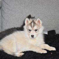 Chiots husky sibérien non lof #2