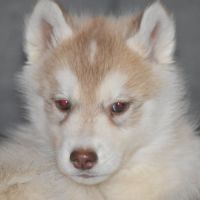 Chiots husky sibérien non lof #5