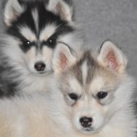 Chiots husky sibérien non lof #6