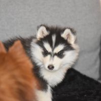 Chiots husky sibérien non lof #7