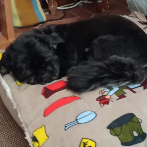 Alejandra galga douce et très facile #3