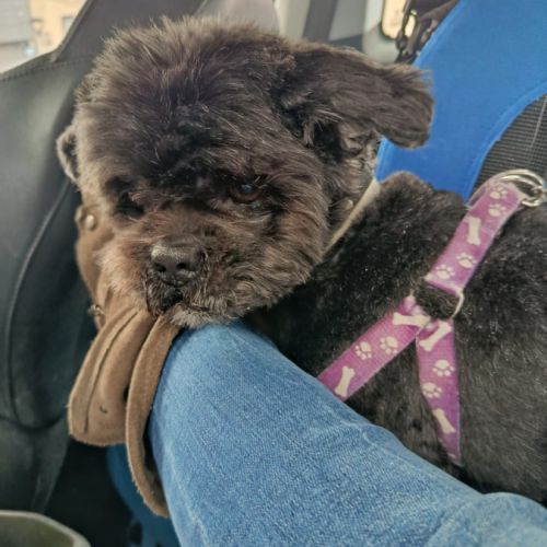 Alejandra galga douce et très facile #4