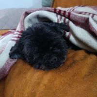 Alejandra galga douce et très facile #1