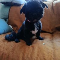 Alejandra galga douce et très facile #5