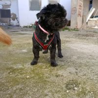 Alejandra galga douce et très facile #6