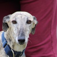 Alejandra galga douce et très facile #0