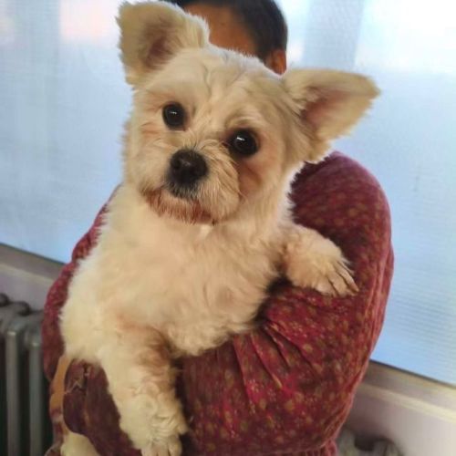 A adopter en urgence cotton refuge en chine #1