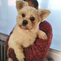 A adopter en urgence cotton refuge en chine #1