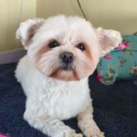 A adopter en urgence cotton refuge en chine #2