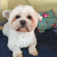 A adopter en urgence cotton refuge en chine #3