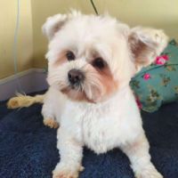 A adopter en urgence cotton refuge en chine #0