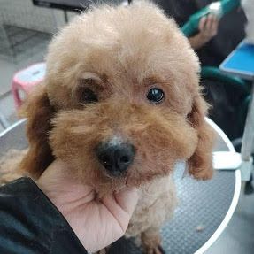 A adopter en urgence willy refuge en chine #1