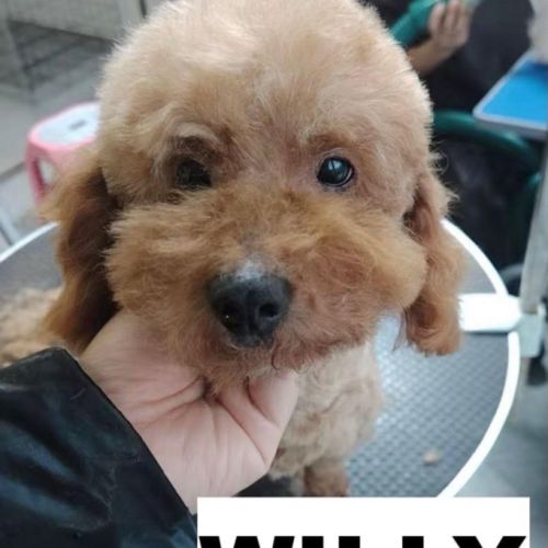 A adopter en urgence willy refuge en chine #2
