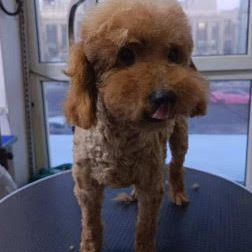 A adopter en urgence willy refuge en chine