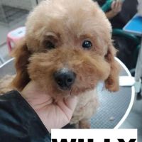 A adopter en urgence willy refuge en chine #2