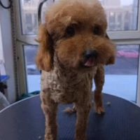 A adopter en urgence willy refuge en chine