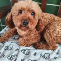 A adopter en urgence willy refuge en chine