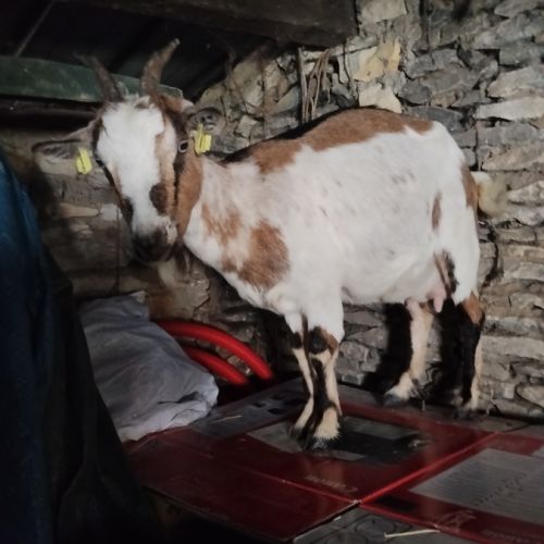 3 chèvres naines yeux bleux: mère avec 2 chevreaux #1