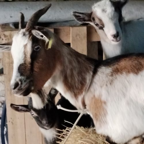 3 chèvres naines yeux bleux: mère avec 2 chevreaux
