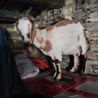 3 chèvres naines yeux bleux: mère avec 2 chevreaux #1