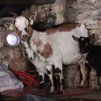 3 chèvres naines yeux bleux: mère avec 2 chevreaux #2