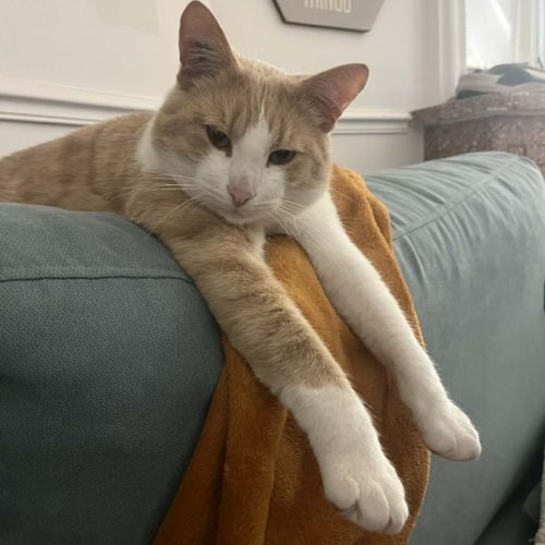 Azraël :  un vrai pot de colle !  #5