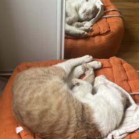 Azraël :  un vrai pot de colle !  #4