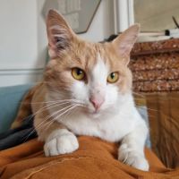 Azraël :  un vrai pot de colle !  #6