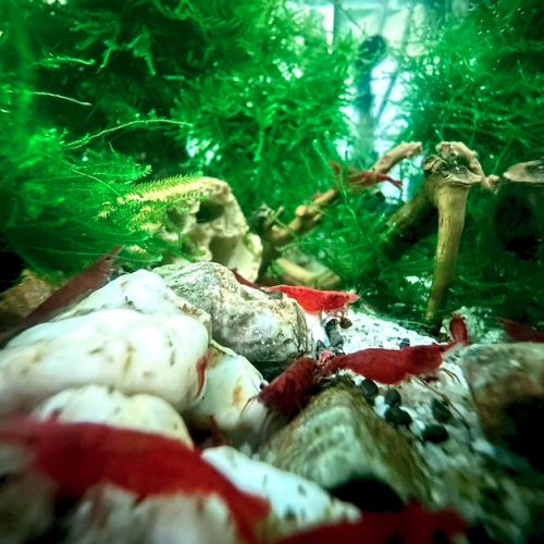 Neocaridina davidi promo