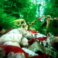 Neocaridina davidi promo