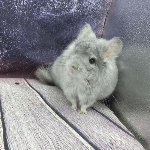 Chinchilla mâle angora saphir bdc #3