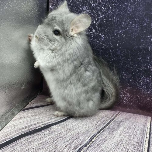 Chinchilla mâle angora saphir bdc #4