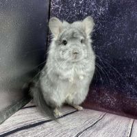 Chinchilla mâle angora saphir bdc #1