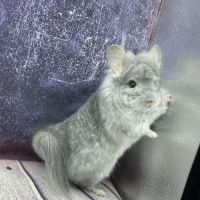 Chinchilla mâle angora saphir bdc