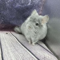Chinchilla mâle angora saphir bdc #3