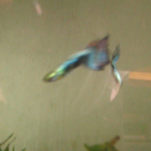 Guppy léopard #3