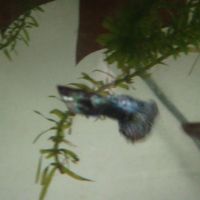 Guppy léopard #2