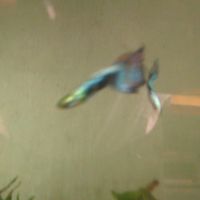 Guppy léopard #3