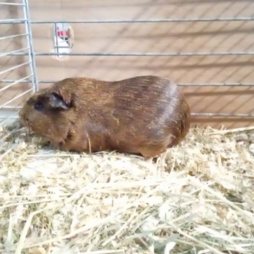 Jeune cochon d'inde de l'année #1