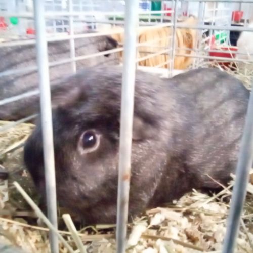 Jeune cochon d'inde de l'année