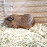 Jeune cochon d'inde de l'année #1