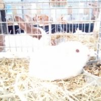 Jeune cochon d'inde de l'année #3