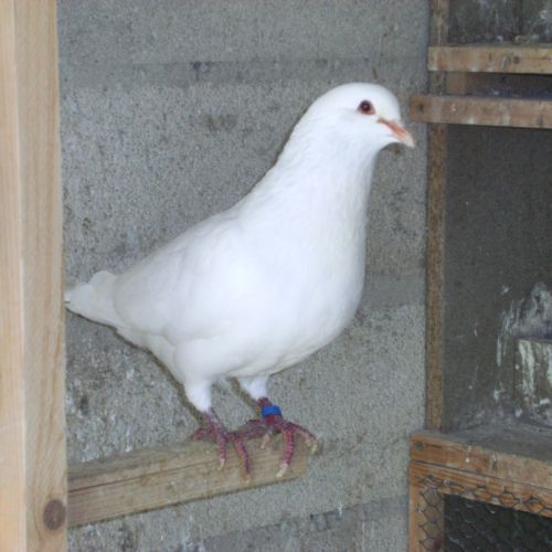 Pigeons reproducteurs hubbell blanc