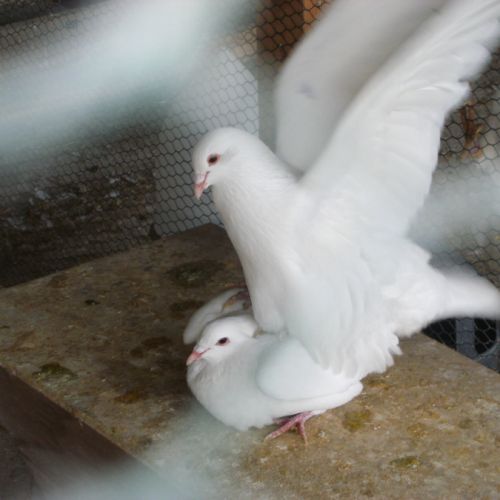 Pigeons reproducteurs hubbell blanc #3