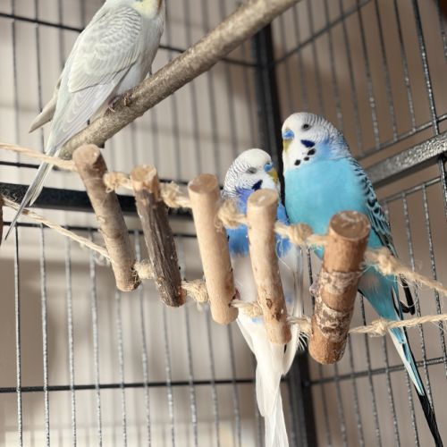 Perruches ondulées mâles avec cage et accessoires #1